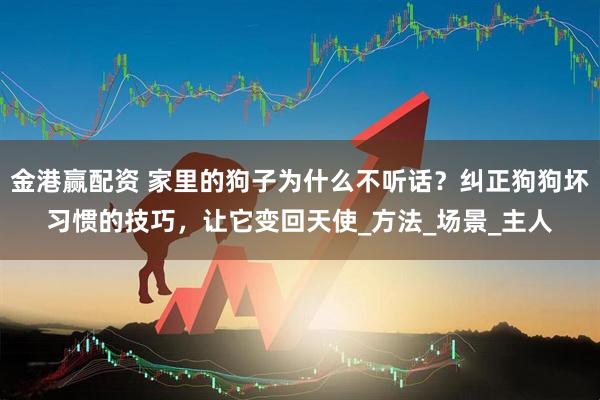 金港赢配资 家里的狗子为什么不听话？纠正狗狗坏习惯的技巧，让它变回天使_方法_场景_主人
